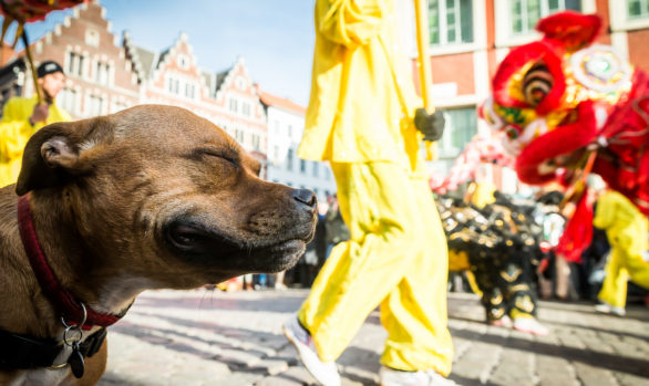 Chinezen vieren nieuw jaar (van de hond) in gaststad Gent